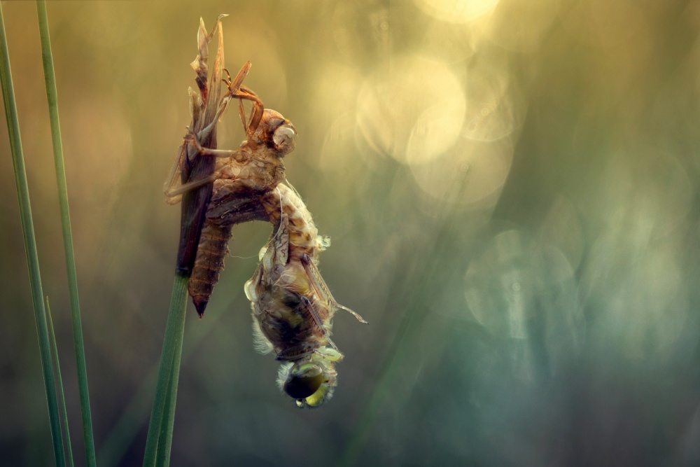 Creation of new life von Wil Mijer