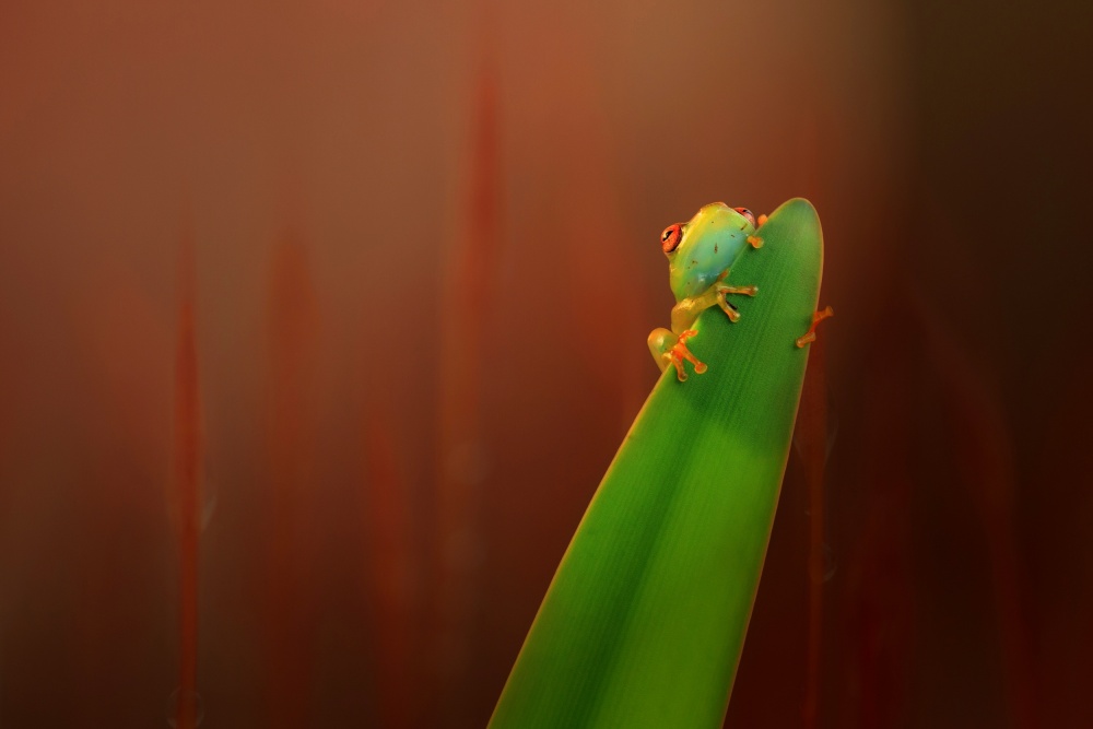 "Hiding" von Wil Mijer