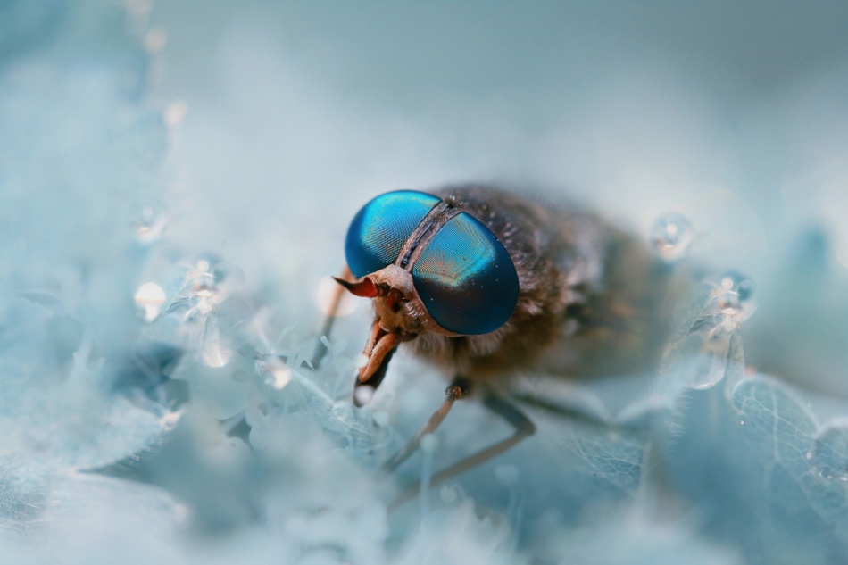 Hypnotized by these eyes von Wil Mijer