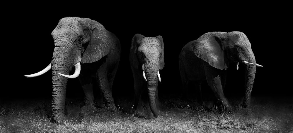 Aus der Dunkelheit von WildPhotoArt