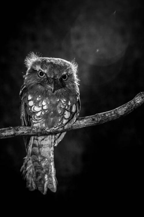 Alone in the night von Wilianto