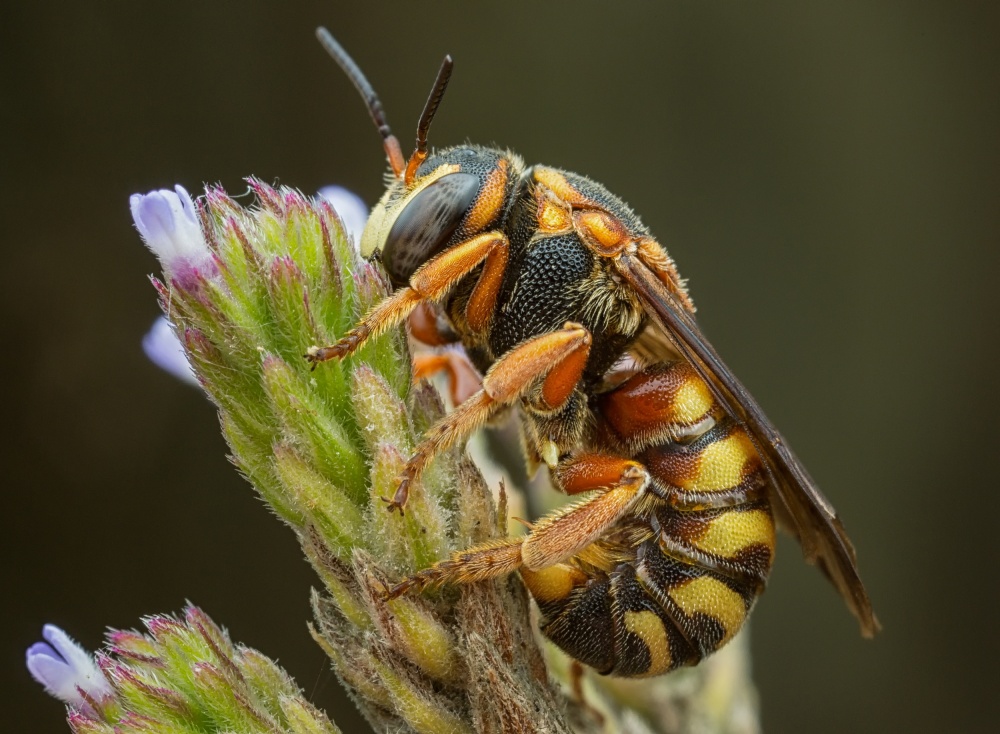 Dianthidum @ 3:1 von William Banik