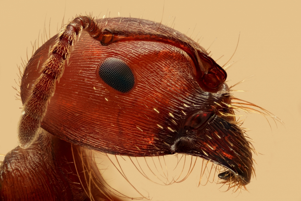 Red Ant Portrait von William Banik