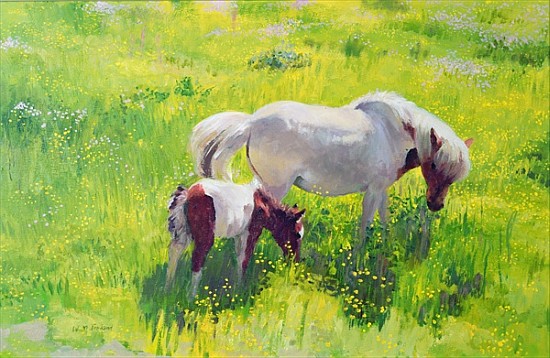Piebald horse and foal (oil on board)  von William  Ireland