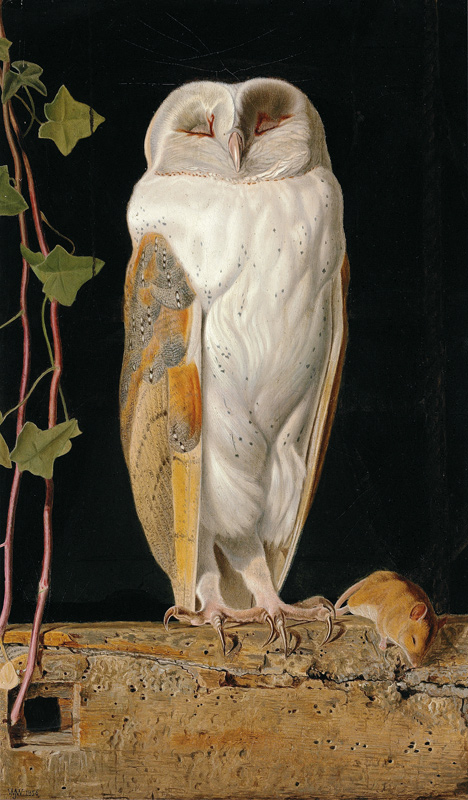 Die Schleiereule (The White Owl) von William J. Webb or Webbe