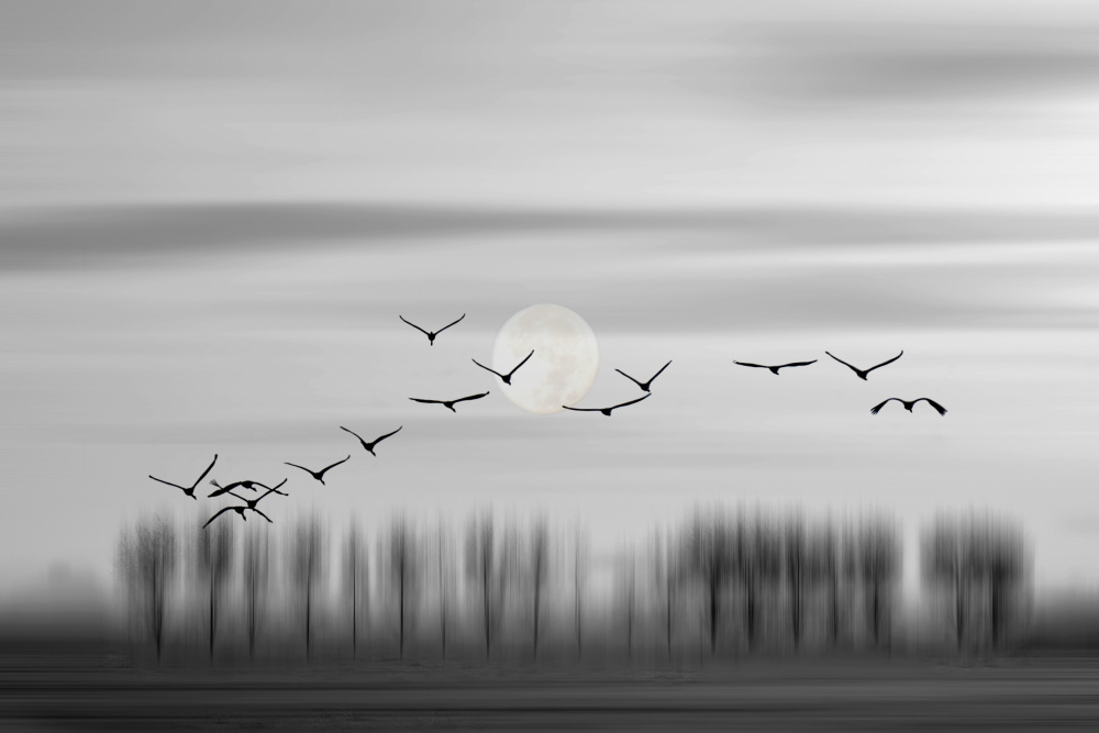 Flying free! von Wilma Wijers Smeets