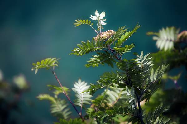 Flower-IMG_0695 von Wim Heesakkers