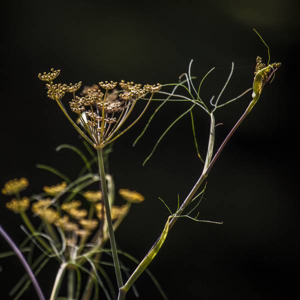 Flower-IMG_0812 von Wim Heesakkers