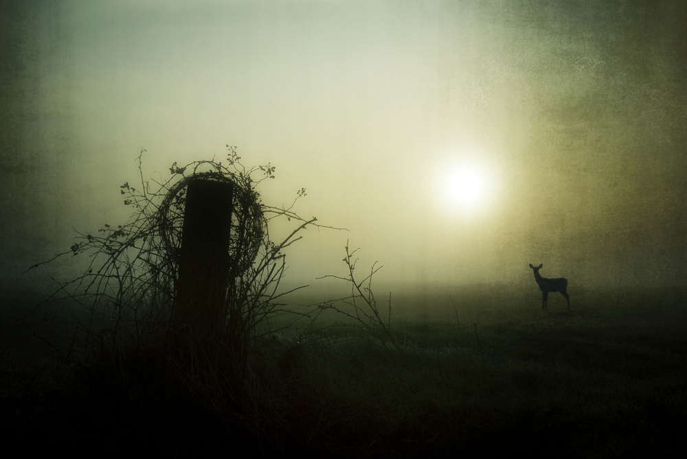 - Brand New Day - von Wim Schuurmans