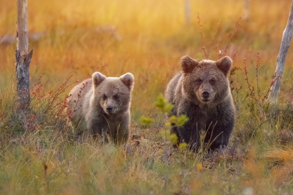 Next generation von Wojciech Sobiesiak
