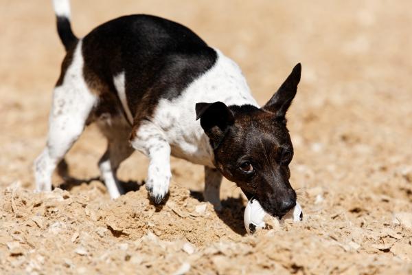Jack Russel mit Ball von Wolfgang Behm Dr. Peter Fischer