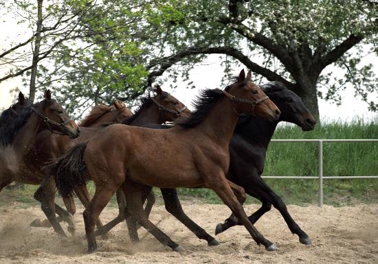 Gestüt Graditz (Archivfoto und Text 1992) von Wolfgang Kluge