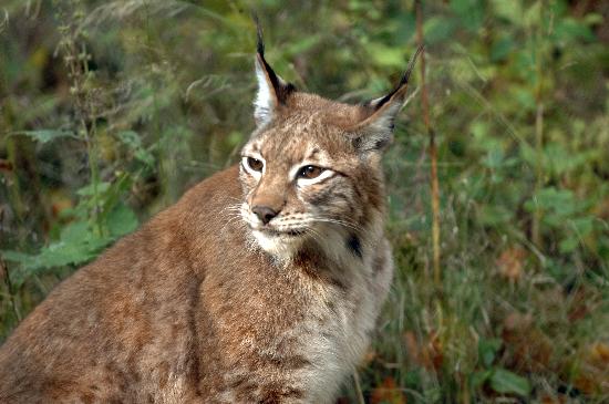 Luchsgehege in Bad Harzburg von Wolfgang Weihs