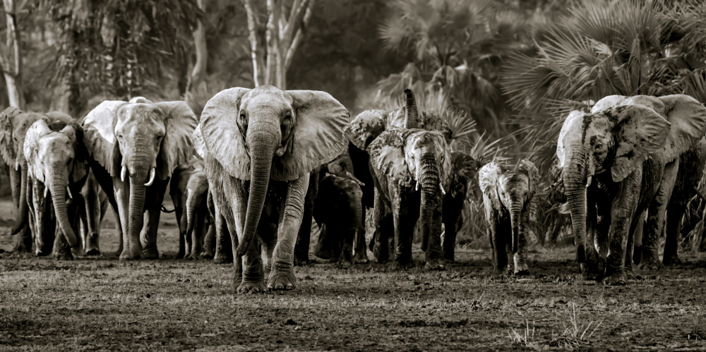 Elephant Herd, Gorongosa NP von Wyn Lewis-Bevan