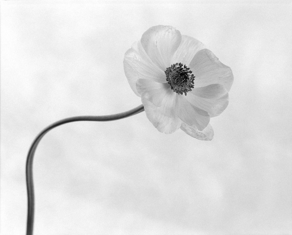 Anemone No. 3 von Xavi Heredia