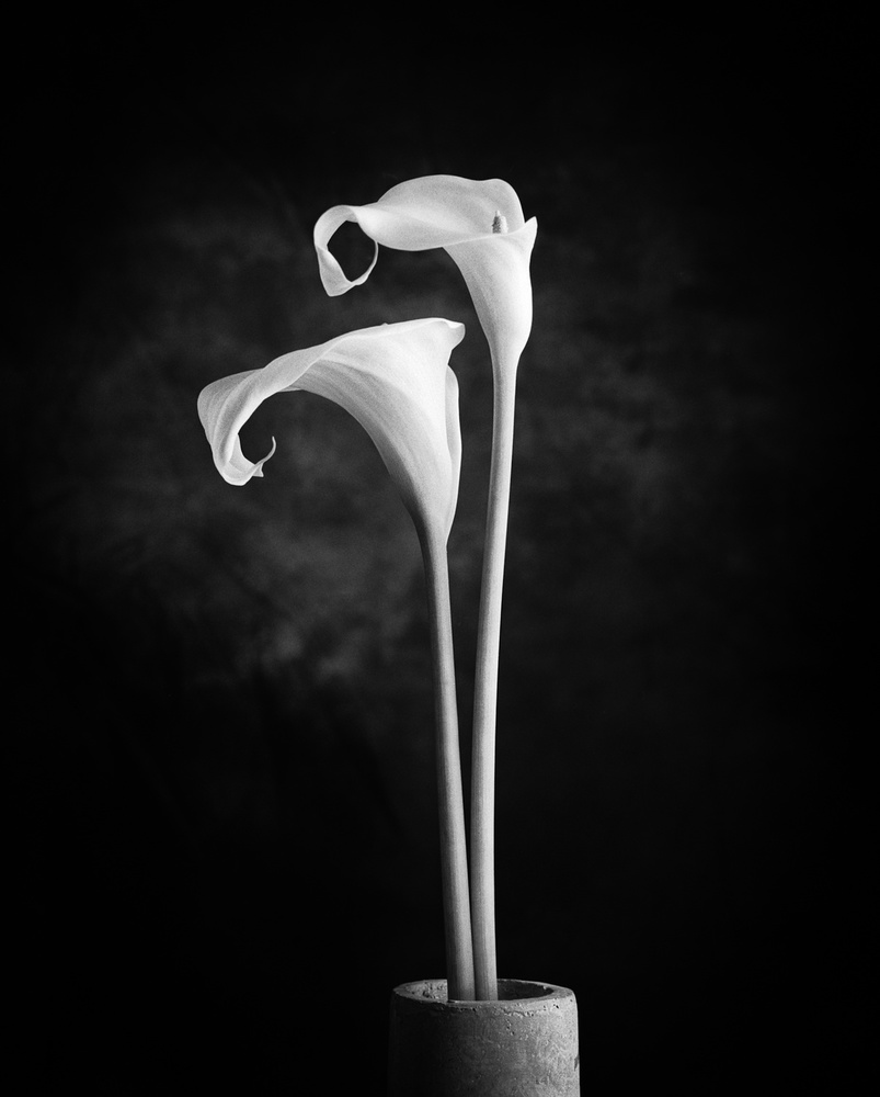 Calla No. 1 (BWV 825, Praeludium) von Xavi Heredia