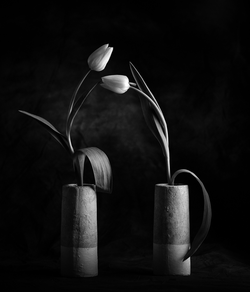 Tulips No. 2 von Xavi Heredia