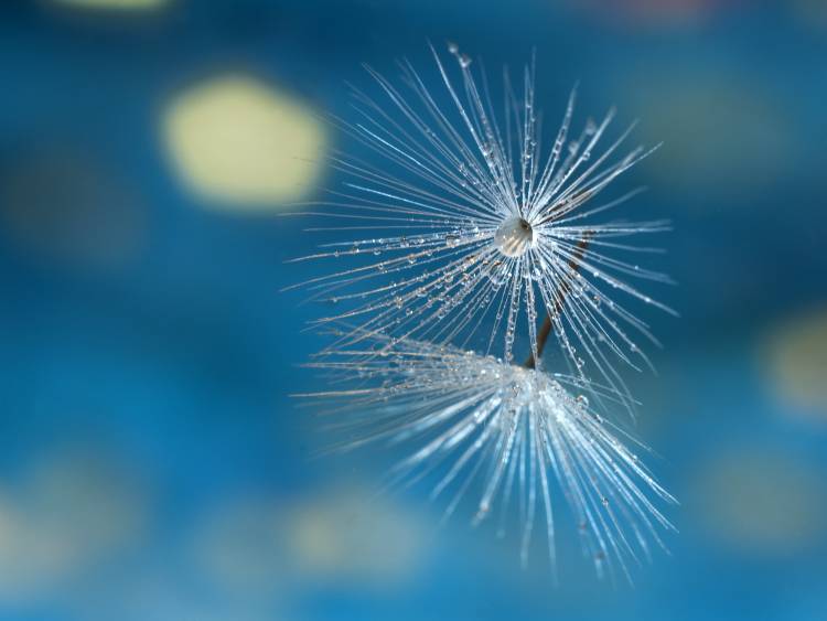 Blue von Xavier Garci