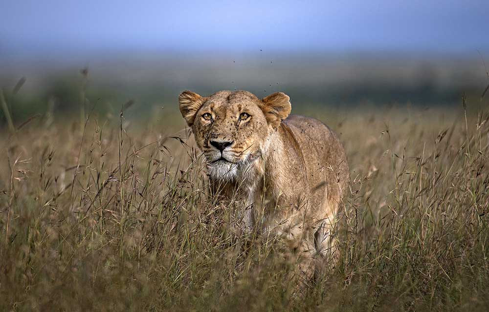 Auf der Lauer von Xavier Ortega