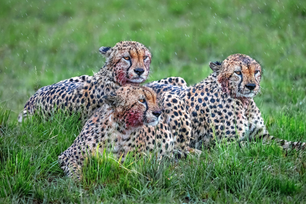 Resting after breakfast von Xavier Ortega