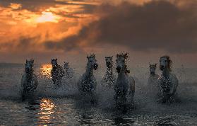Camargue in Flammen