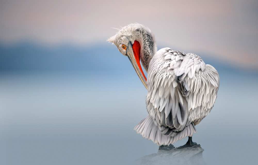 Dalmatian pelican at dawn von Xavier Ortega