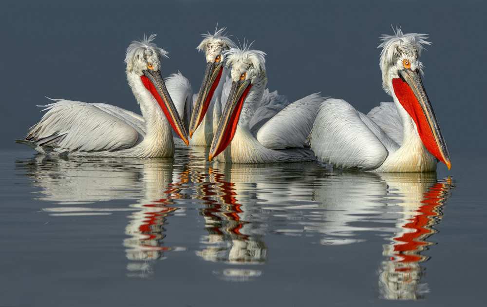 Dalmatian pelicans Close Up von Xavier Ortega