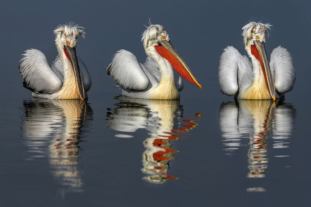 Dalmatian pelicans portrait von Xavier Ortega