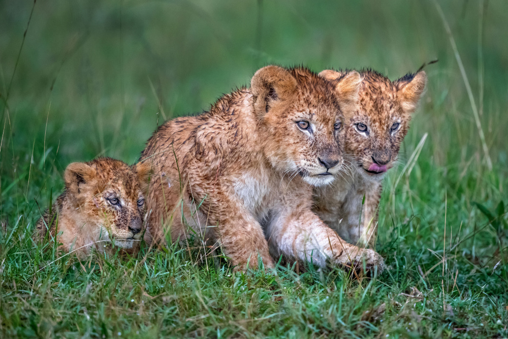 Three rain-soaked lion cubs von Xavier Ortega