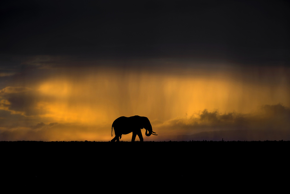 Elephant in a rain storm at sunset von Xavier Ortega