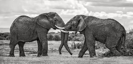 Bull elephants playing