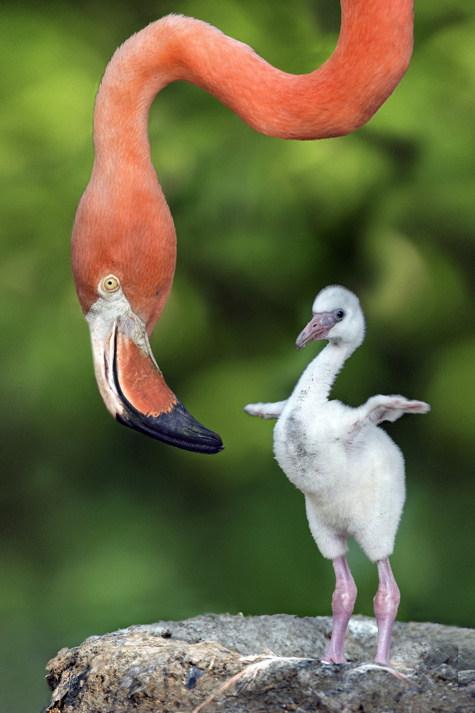 Flamingo with chick von Xavier Ortega