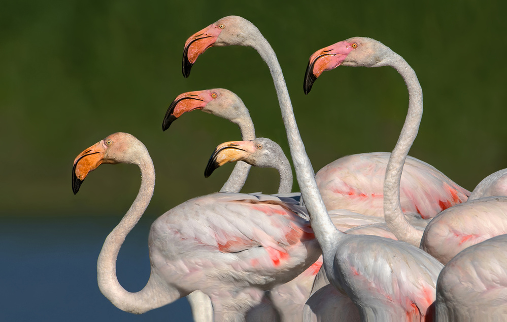 Flamingos walking von Xavier Ortega