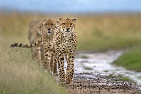 Five cheetahs coalition