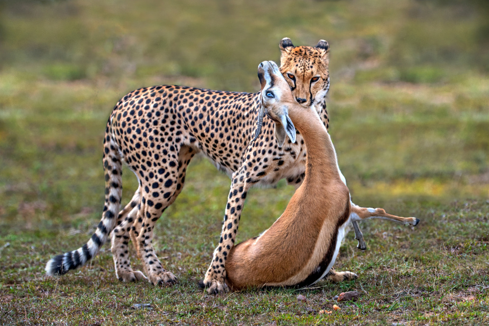 Cheetah with prey von Xavier Ortega