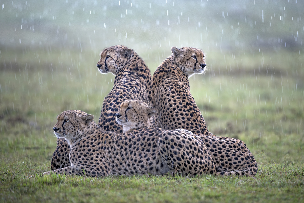 Cheetahs in the rain von Xavier Ortega