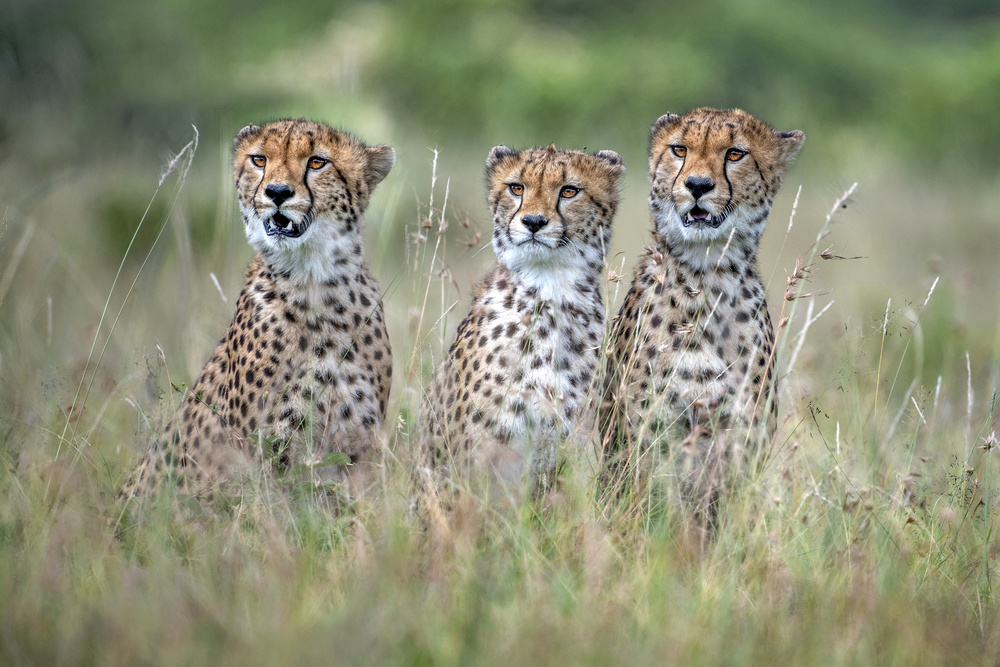 Cheetah cubs von Xavier Ortega