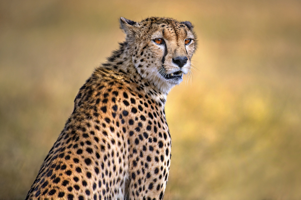 Cheetah portrait von Xavier Ortega