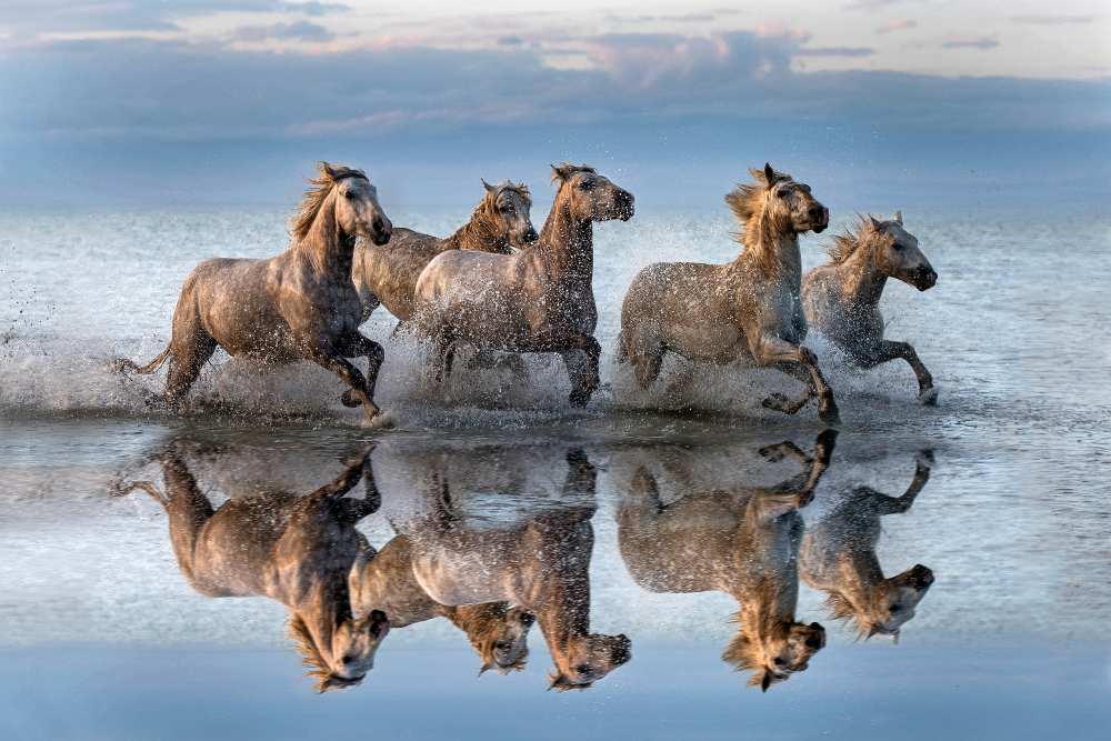Horses and reflection von Xavier Ortega