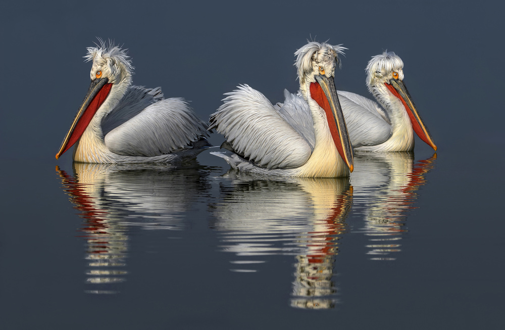 Dalmatian pelicans and reflections von Xavier Ortega