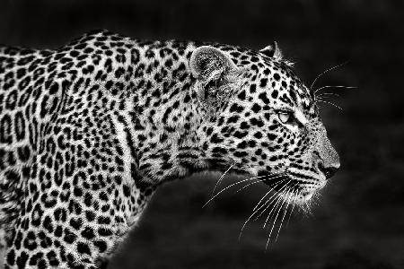 Leopard Close Up