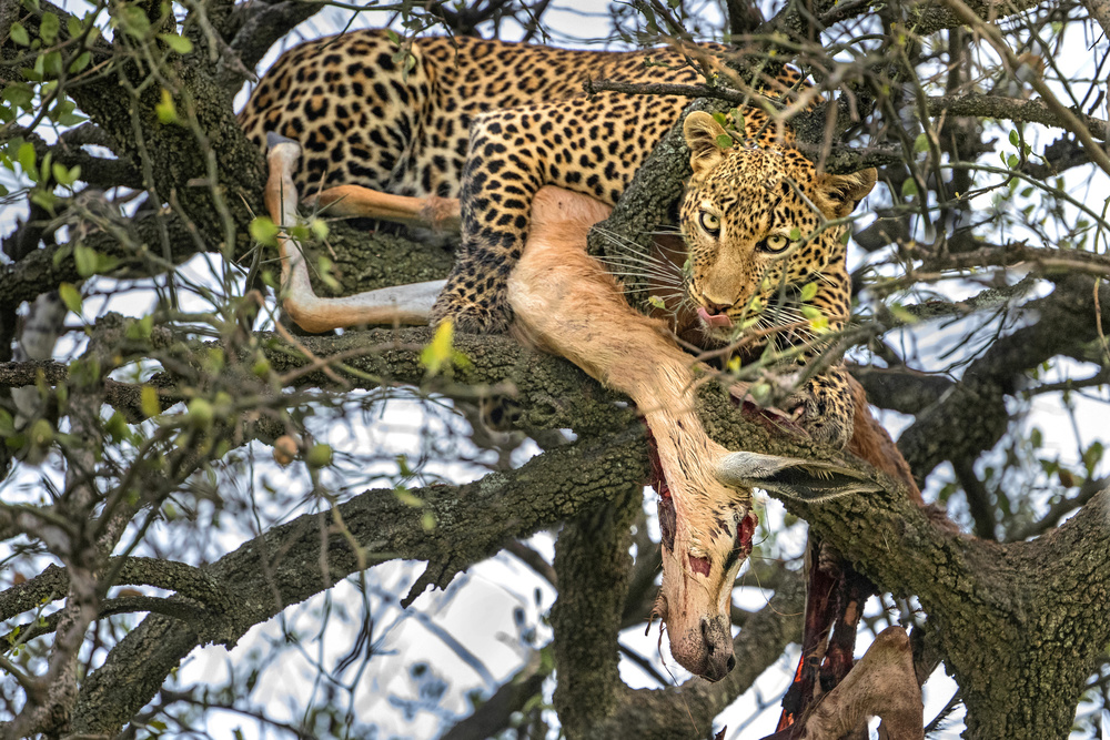 Leopard with prey von Xavier Ortega