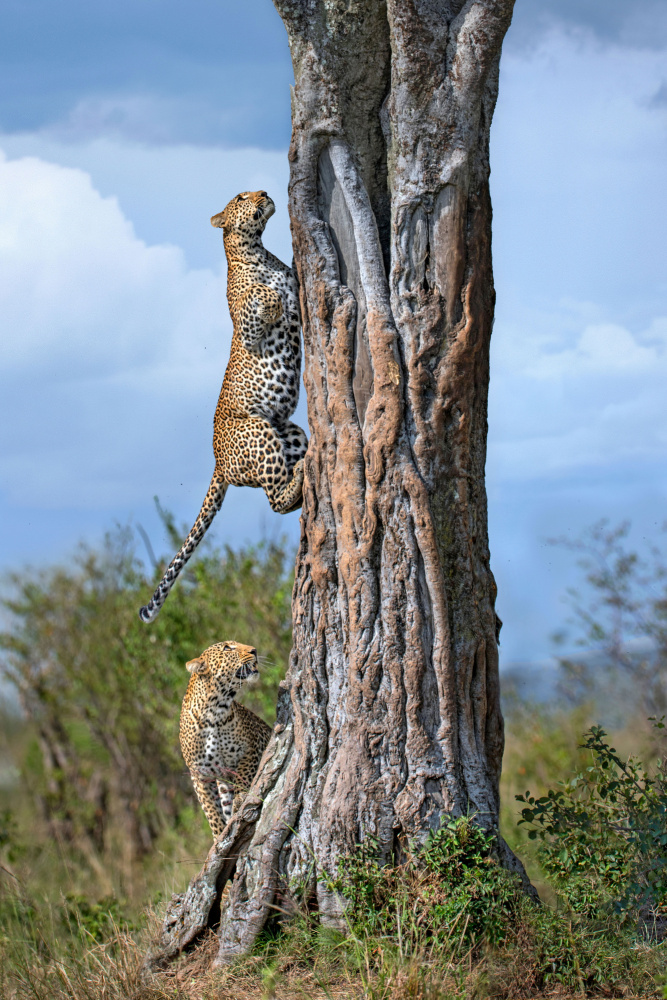 Leopard and her son climbing a tree von Xavier Ortega