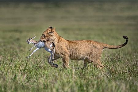 Lion cub with gazelle