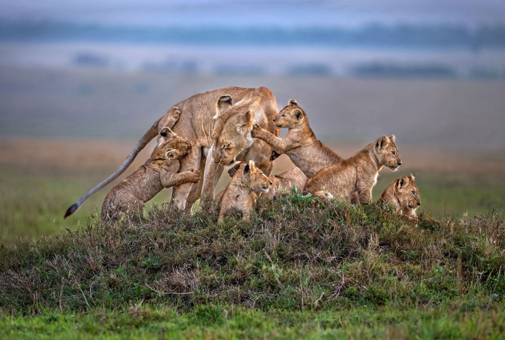 Lioness with the cubs of the pride von Xavier Ortega