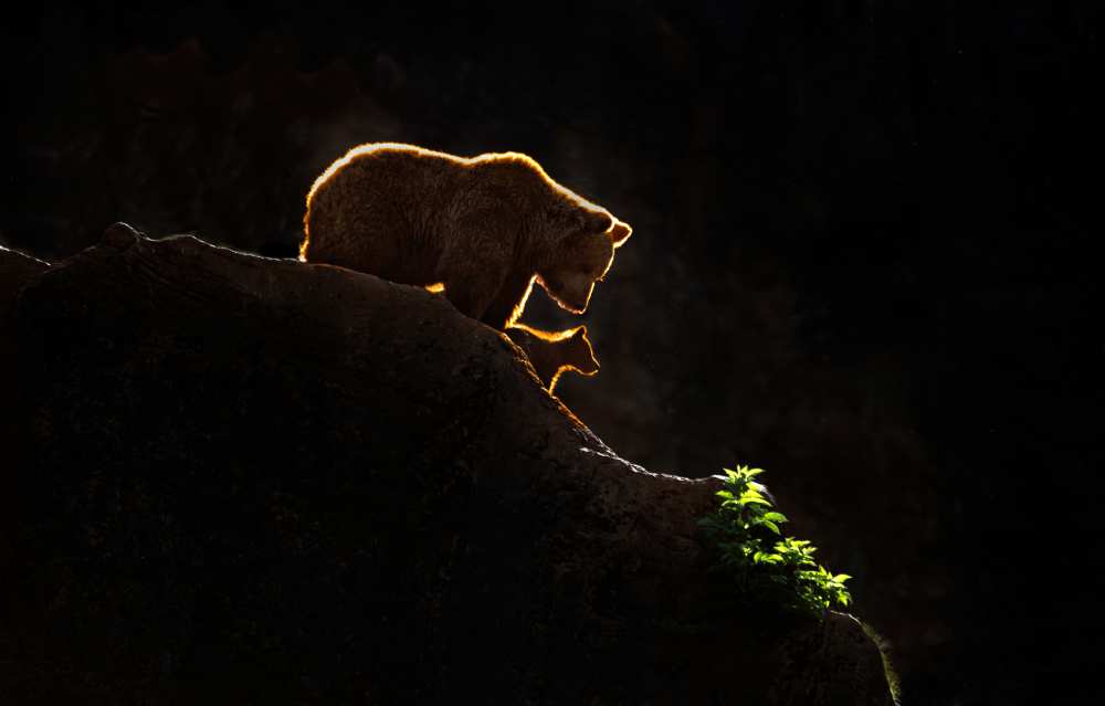 Mom bear with cub von Xavier Ortega
