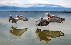 Pelicans flying