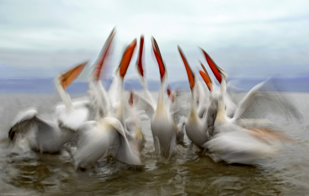 Pelicans in slow motion von Xavier Ortega
