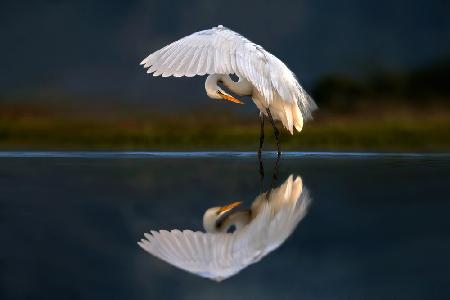 Egret at dusk