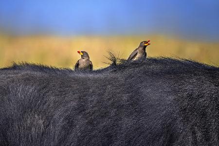 Red-billed Oxpeckers in buffalo